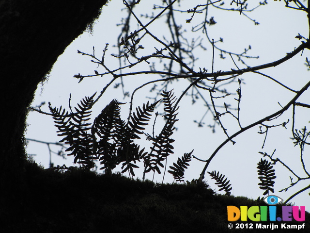 SX22057 Silhouette of mini ferns Common Polypody (Polypodium vulgare) on tree branch
